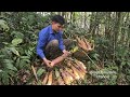 Harvesting bamboo shoots. Robert | Green forest life (ep288)