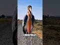 4 Birds That Look Strange But Are Actually Real