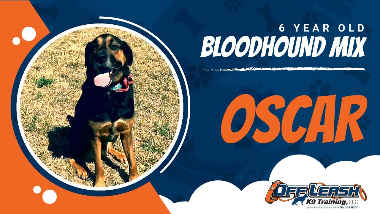 6 Year Old Bloodhound Mix Oscar! Best Dog Trainers VA14 Day