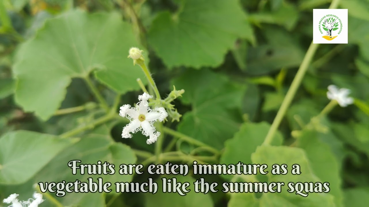 Trichosanthes cucumerina || Snake Gourd || 