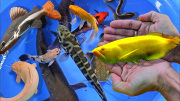 Nhiều loại cá cảnh nước ngọt, cá trê khổng lồ, cá lóc, cá trê vàng, cá rồng