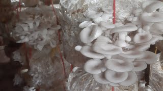 Oyster mushroom cultivation |Eazy steps | V 2 | #organicfarming #businessideas #mushroomfarming