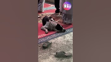 Chú chó khóc nấc khi biết chủ mất 😢