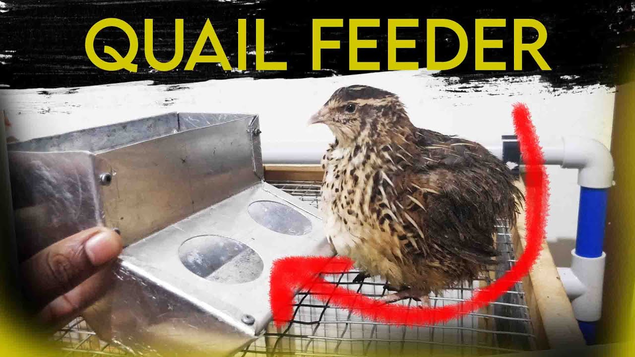 Make absolutely best quail feeder , you're probably seeing it for the