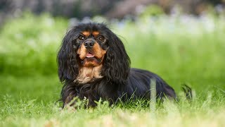 Comparing the Cocker Spaniel and Irish Water Spaniel Size and Temperament