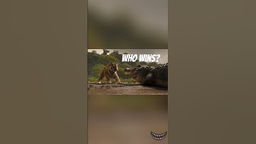 Tiger vs Crocodile – Who Wins the Ultimate Battle?