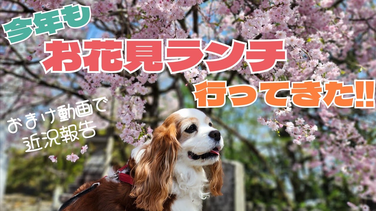 今年もお花見ランチに行ってき（て）た！～近況報告のおまけ動画付き～