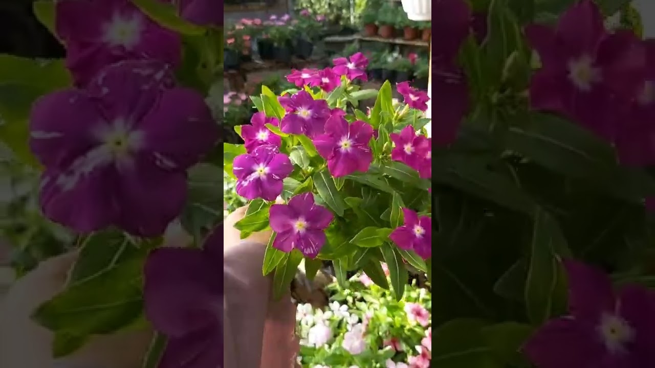 vinca impor bunga teras