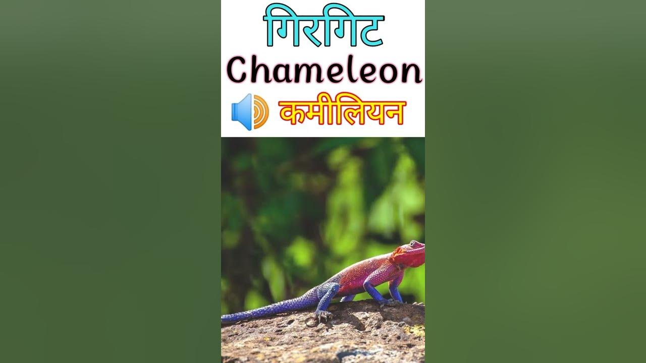 How to pronounce CHAMELEON| chameleon meaning in hindi| example