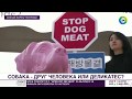 Спаси собак и кошек: корейцы отказываются перестать поедать друзей человека