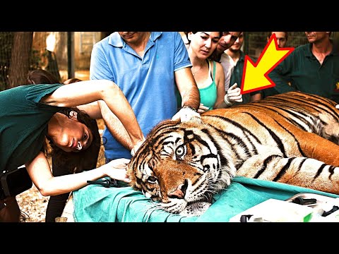 Video: Hvor tigre bor, ved mange stadig ikke