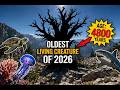 The Oldest Living Creature of 2026 Will Shock You 🌍 | Further Facts #facts #amazingfacts