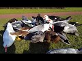 Flying muscovy ducks