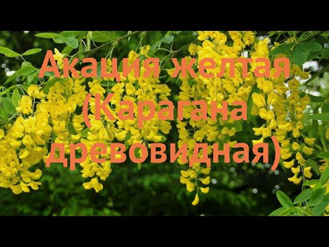 Акация желтая Карагана древовидная 🌿 обзор: как сажать, саженцы акации Карагана древовидная