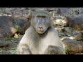 Alpha Male Behavior in Troops