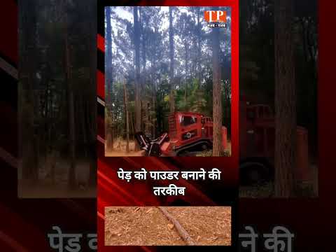 देखते ही देखते पाउडर में बदल गया 50 फीट लंबा पेड़, पुष्पा राज को न मिल जाए ये टेक्निक | Viral Video