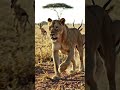 lion antelope