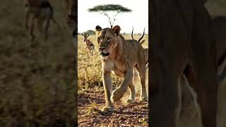 lion antelope