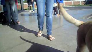 Imagen 051.avi