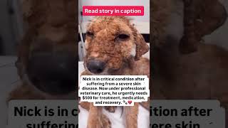 Urgent Medical Support Needed for Nick 💔Nick arrived at our shelter #usa #canada #london #fyp #uk