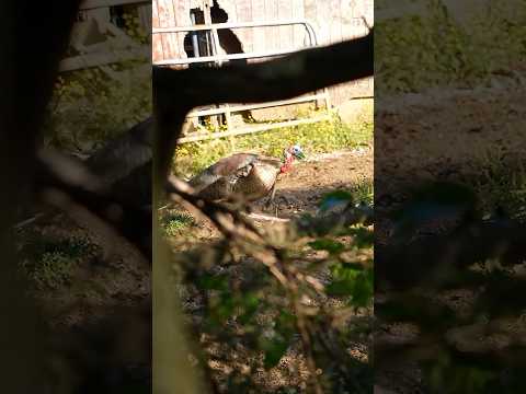 Solid Steel, Turkey Head, Broadhead Test