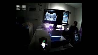 Ultrasound Guided Embryo Transfer &amp; Neon Eye Tracking
