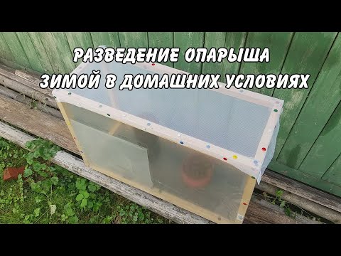 Разведение опарыша в домашних условиях видео зимой