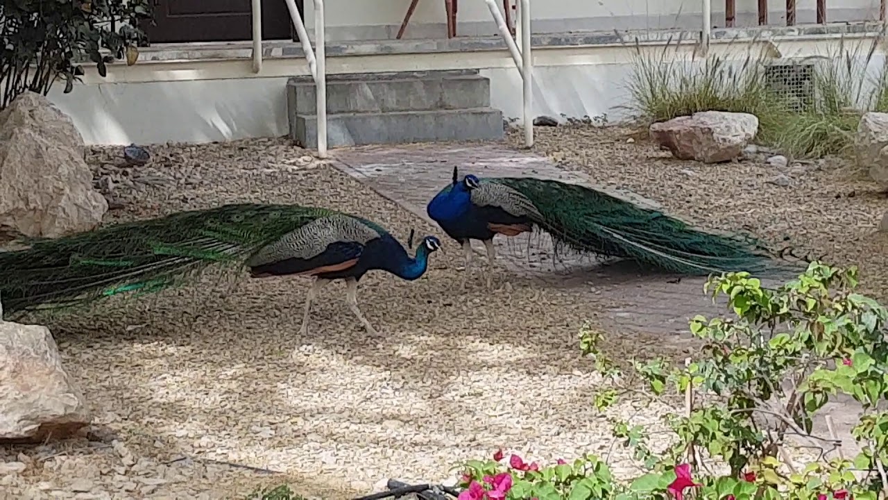 Peacock Fight YouTube