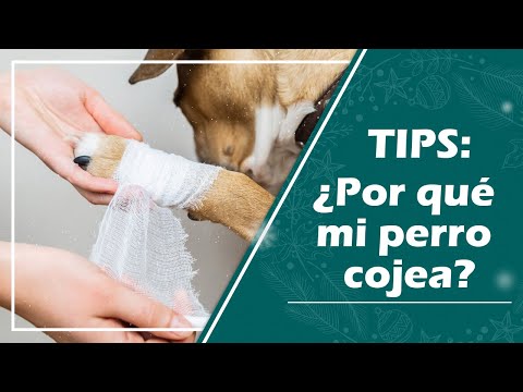 Video: ¿Por qué mi perro cojea?