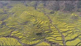 Blooming Flowers Create Amazing Sights for Tourists