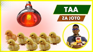 MATUMIZI SAHIHI YA TAA ZA JOTO WAKATI WA KULELEA VIFARANGA MATUMIZI SAHIHI YA TAA ZA JOTO WAKATI WA KULELEA VIFARANGA