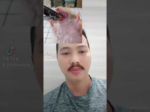 Cho hamster mài