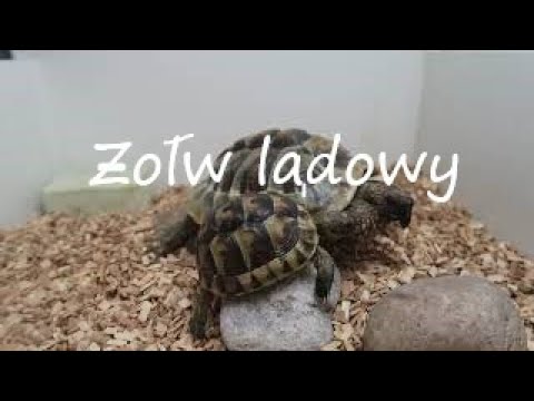Wideo: Czym Są żółwie Lądowe