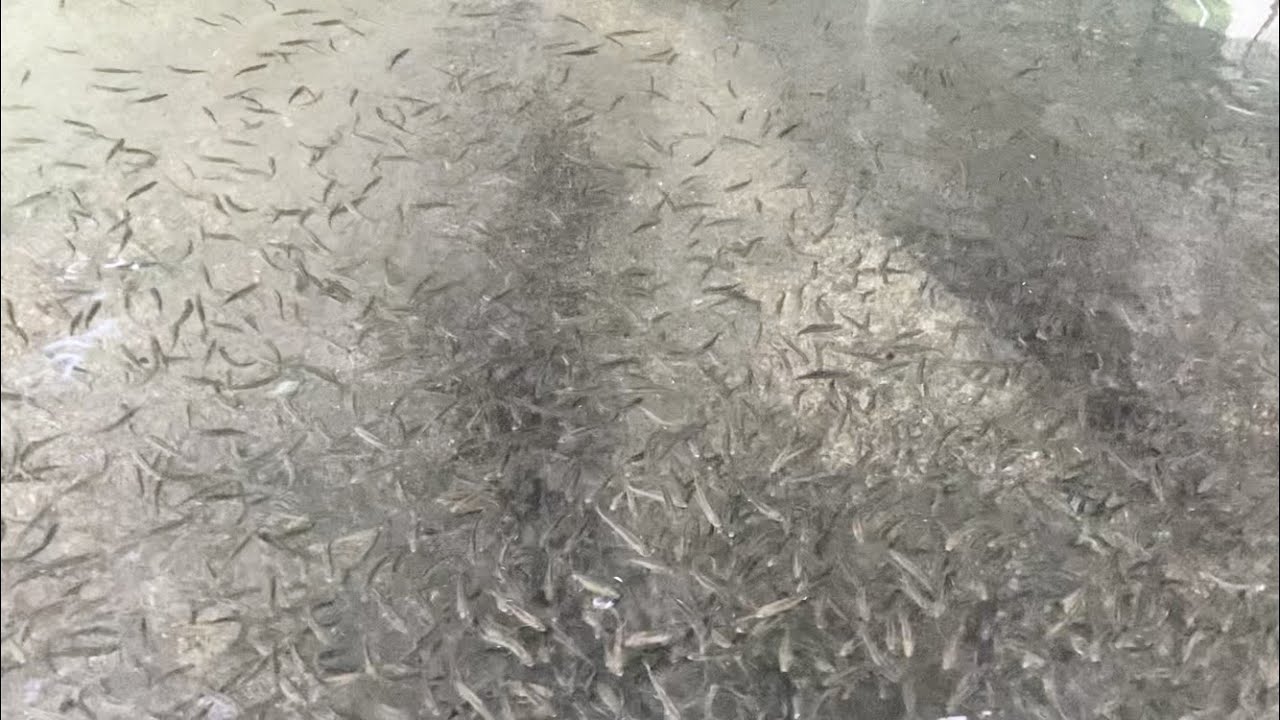 【完全予約制・貸切】デカいニジマスばかりの管理釣り場が三重県の山奥にあった