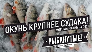 Искали судака - нашли окуней! Морской окунь на ОВХ на безмотылку