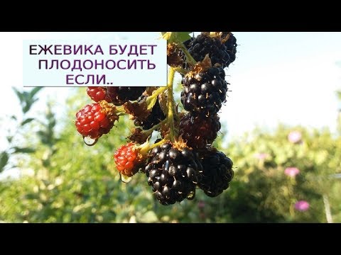 Вопрос: Почему у ежевики желтеют листья?