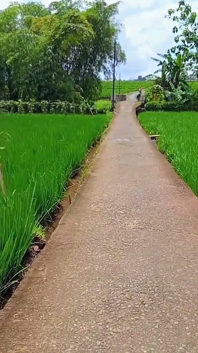 suasana jalan persawahan #pemandangan #suasanakampung #sawah