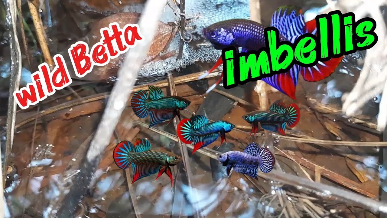 Finding wild Bettas in kampot province #fish #bettafish #ត្រីក្រឹមព្រៃ 