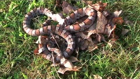 GENETIC EVIDENCE FOR EVOLUTION: HOMOLOGS OF HUMAN CELL MEMBRANE GENES IN OTHER ORGANISMS