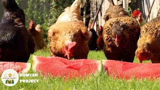 Chickens eating Watermelon!