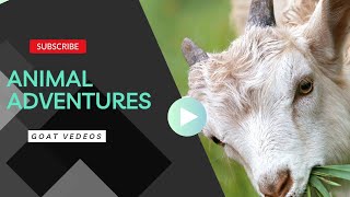 Raising Goats 101: A Beginner's Guide"