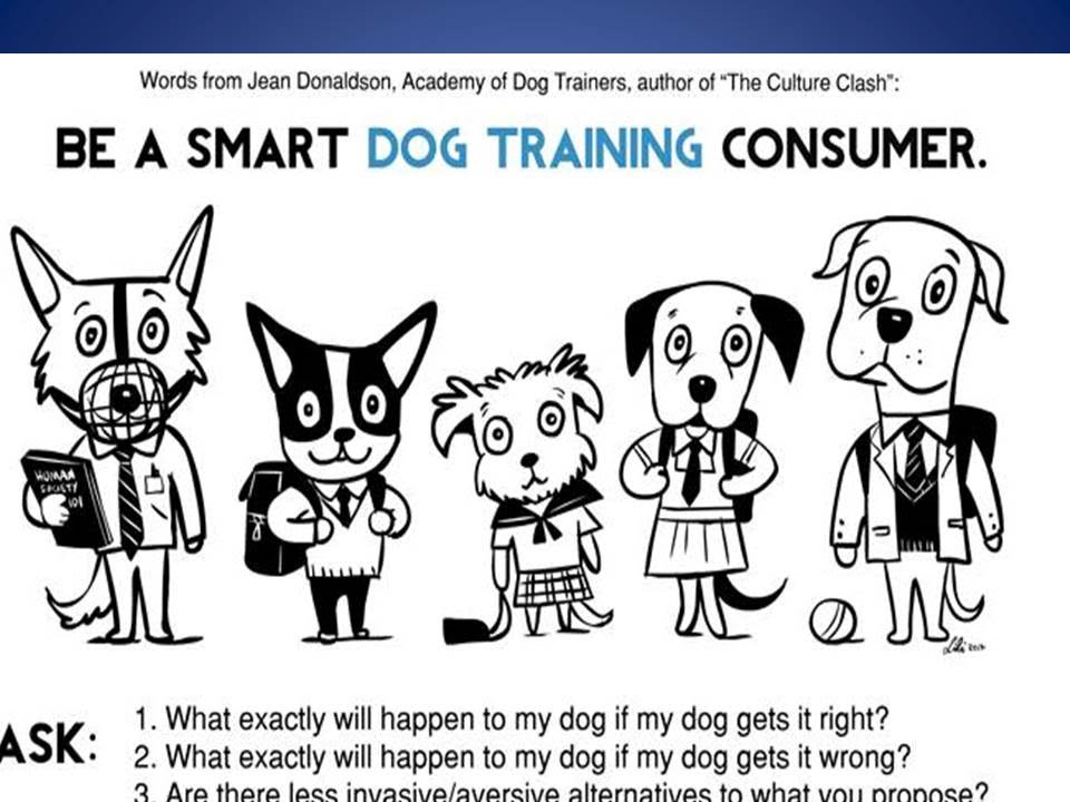 Transparency Questions to Ask a Dog Trainer YouTube