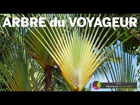 Vidéo: Les baies des arbres voyageurs sont-elles comestibles ?