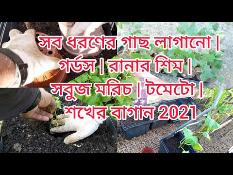 Planting out all types of plant&rsquo;s | Gourds |Runner bean | Green pepper|Tomatoes | Shokher Bagan 2021