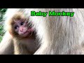 【SNOW  MONKEYS】280  ( apple time)  jigokudani onsen Korakukan monkey park  地獄谷　温泉　後楽館　野猿公苑　雪猿