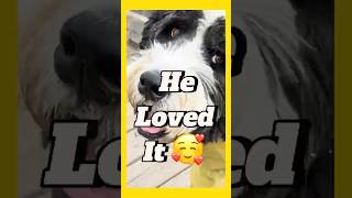 A Cold Windy Day Turned Into Buddy’s Perfect Adventure 🐶🍃 #DogShorts #CuteDog #DogLovers