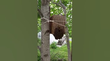 Swarm Trap success. Second swarm in a week 4 total this year on this tree. #shorts