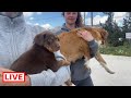 I got a call about a mom being abandoned with her puppies  - Takis Shelter