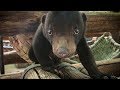 Rescued baby Sun Bear learns to climb and play | Earth Unplugged