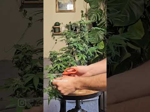 Cannabonsai defoliation to prevent bud rot